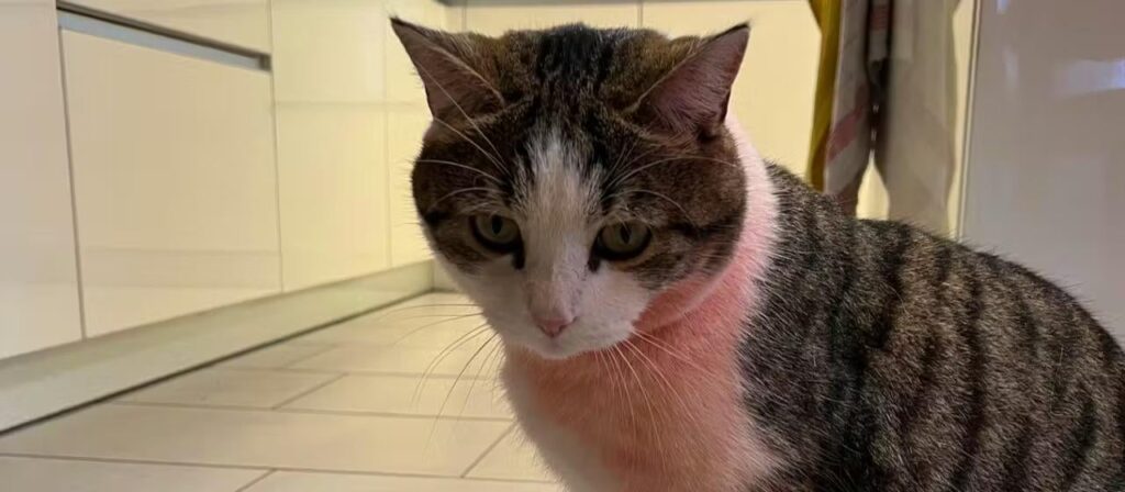 Sooo... Who committed this unimaginable act of painting a cat in Beringen SH 😭