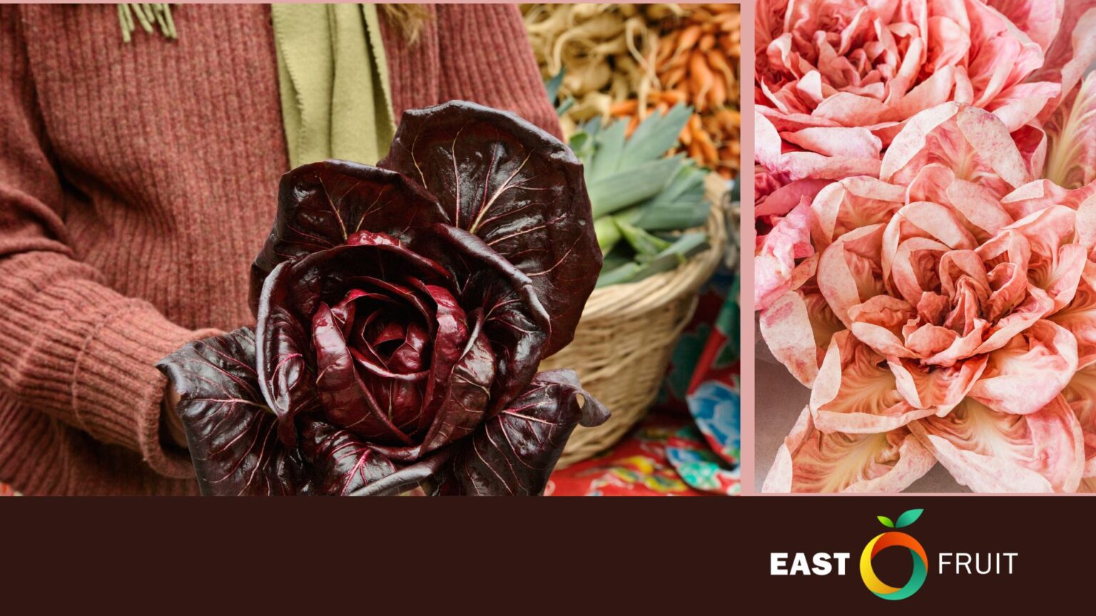 Italian Radicchio fetching up to €30 per kg • EastFruit