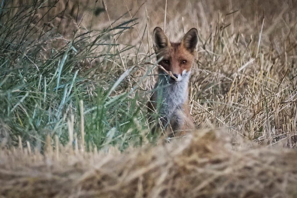 Killing millions of foxes, ravens or crows each year: “Ineffective and economically unjustifiable”, concludes a study