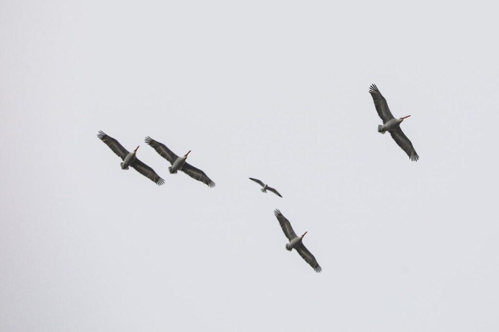 Dalmatian pelicans glide across the sky over eastern Türkiye’s Igdir province during seasonal migration. (AA Photo)