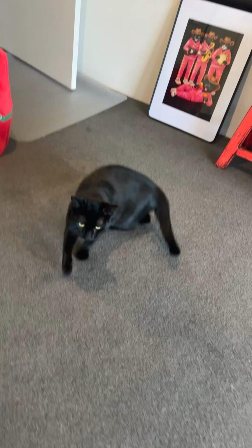 Adopt this smol, tinsy tiny girlie!! 🤏
