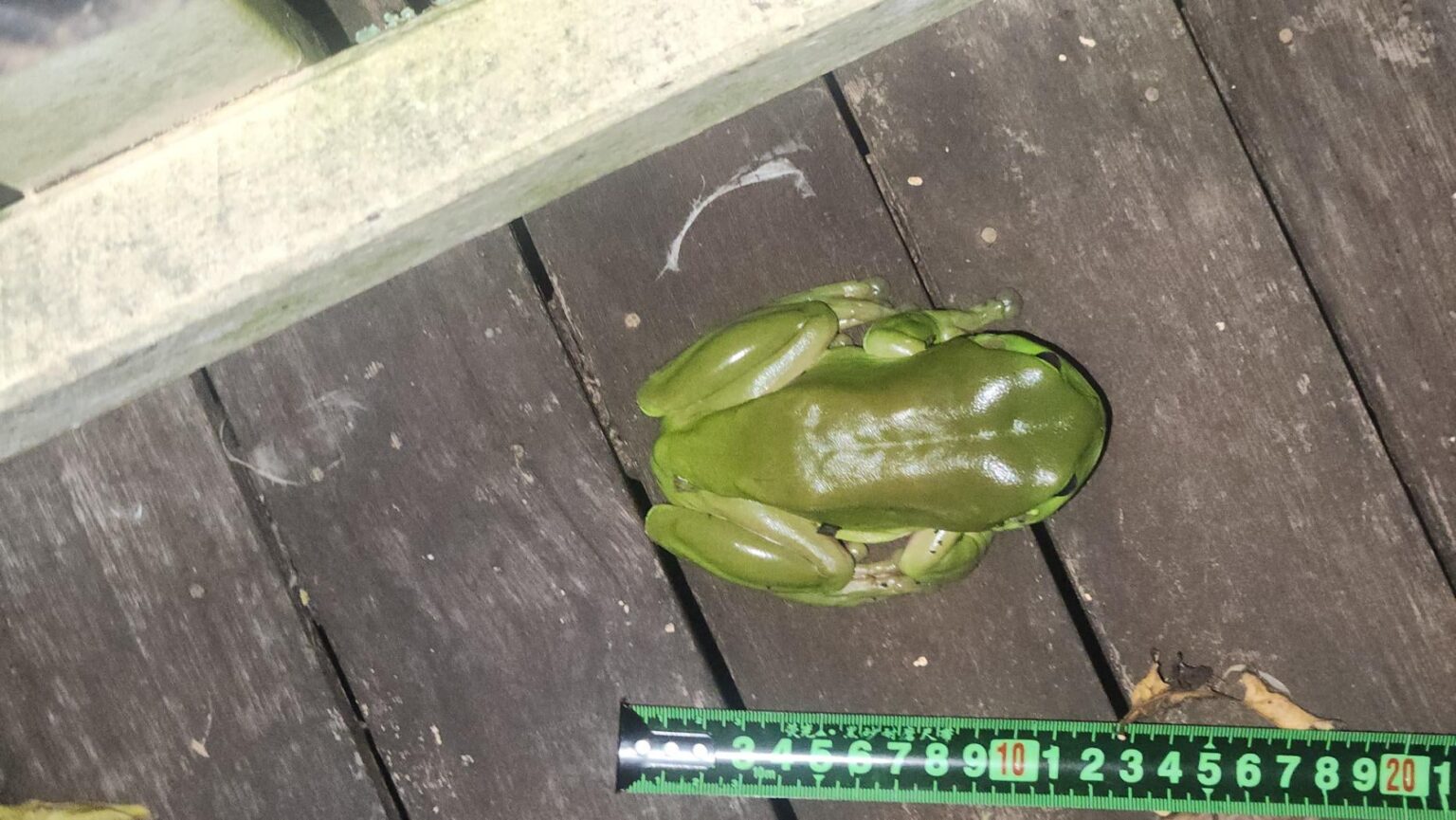 The biggest green tree frog Ive ever seen.