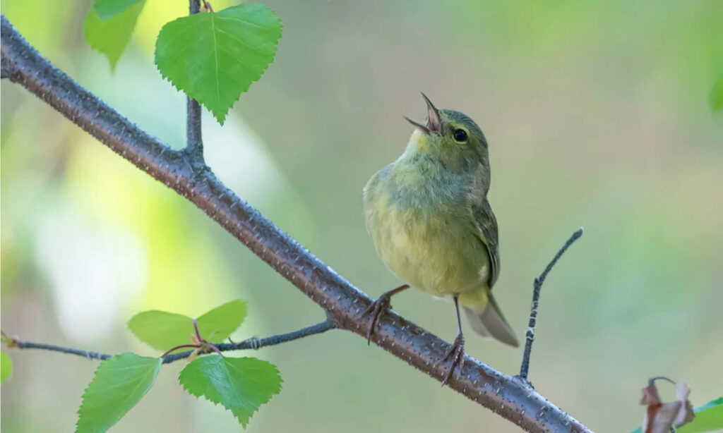Your Bird Isn’t Just Copying You — The Brain Science Behind How Birds Learn to Sing Yahoo lifestyle home