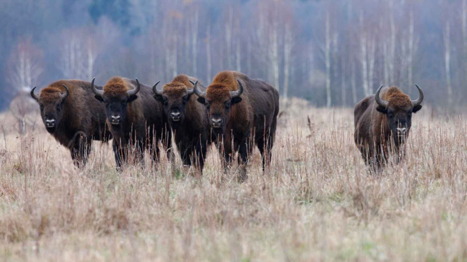 Herd of European bison standing in a grassy field in Romania, illustrating the rewilding project linked to rising plant biomass
