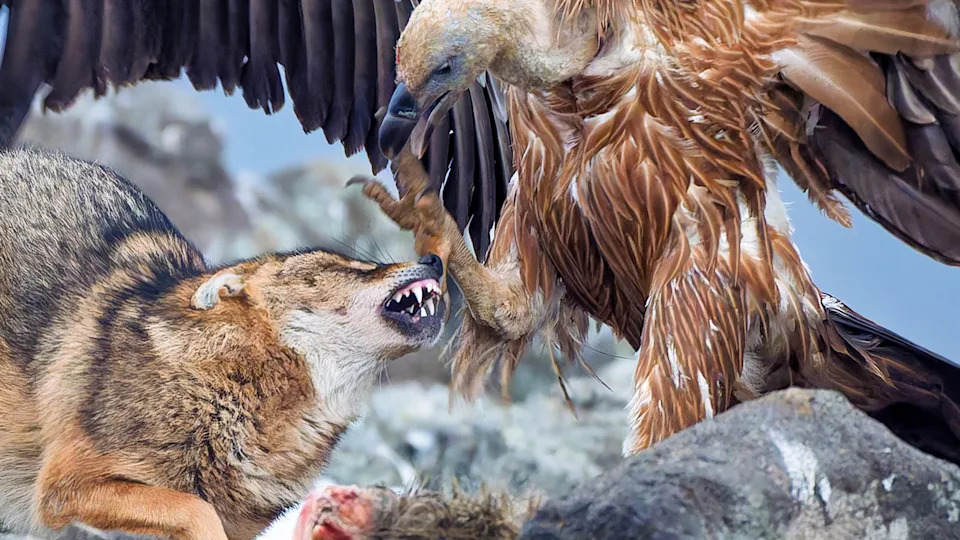 Close up of: A vulture with outstretched wings confronts a snarling fox on rocky terrain, over a piece of meat, capturing a tense moment
