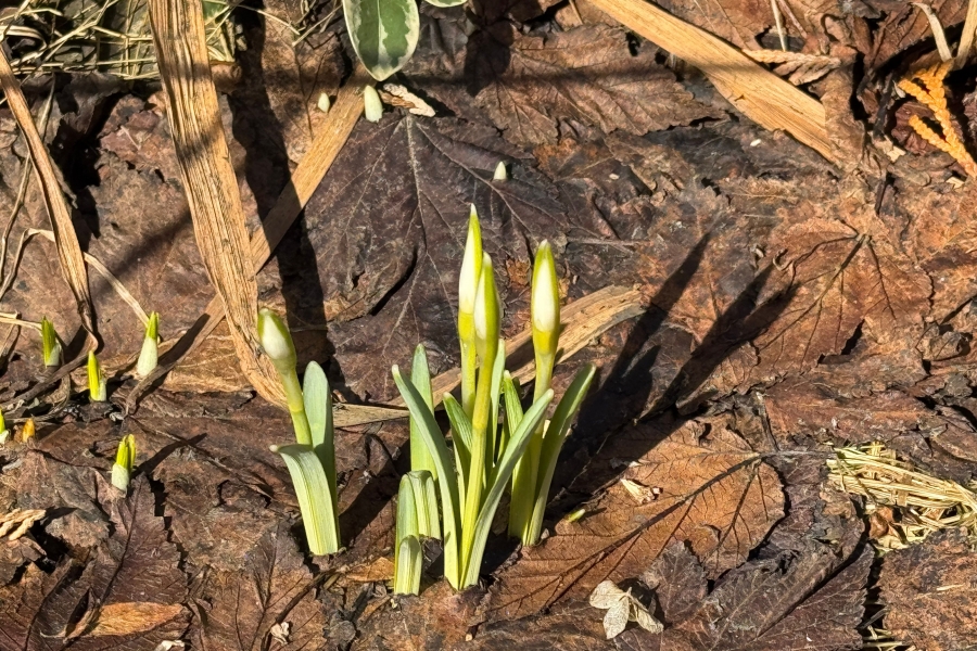 First Snowdrops Spotted in Belarus PHOTO FACT