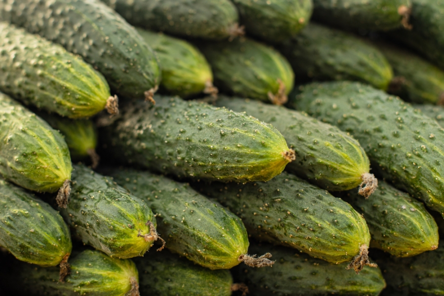 Russian cucumbers in stores are already cheaper than Belarusian ones Russian cucumbers in stores are already cheaper than Belarusian ones