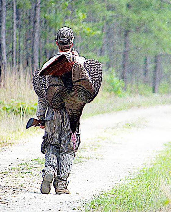 SPRING TURKEY | Center Light and Champion