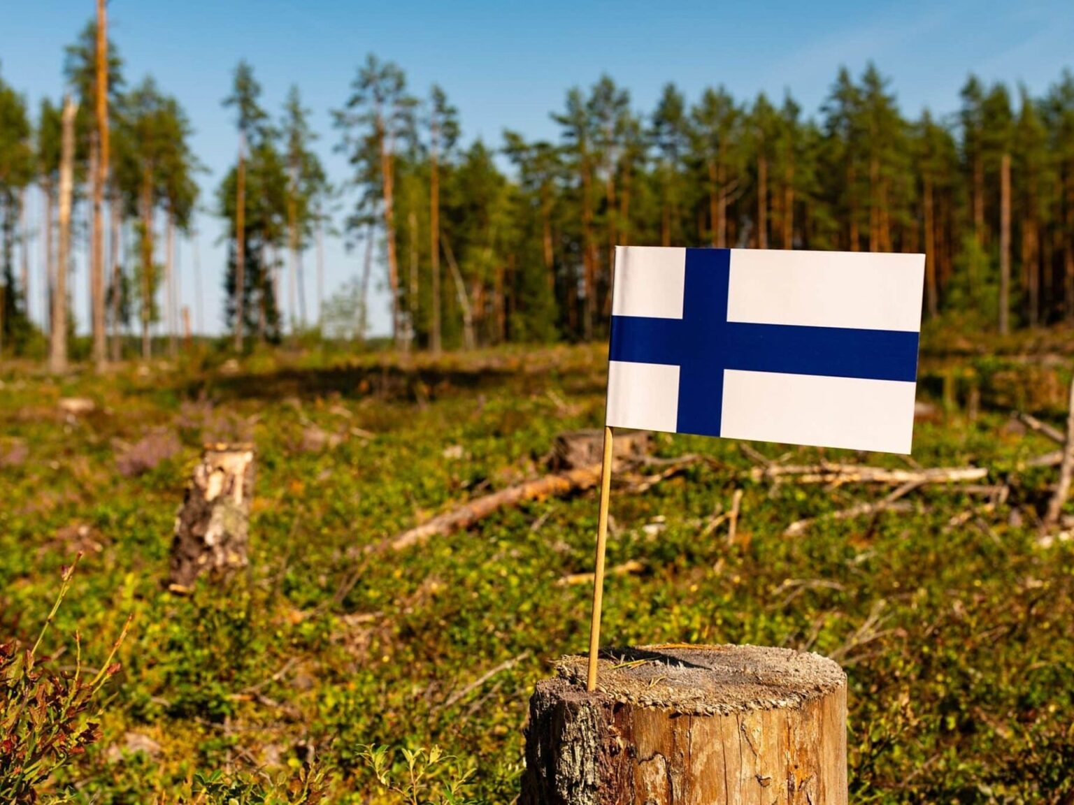 Finland's Fuel Mix Rotates — Wood Chips Slump as Pellets Hit New High