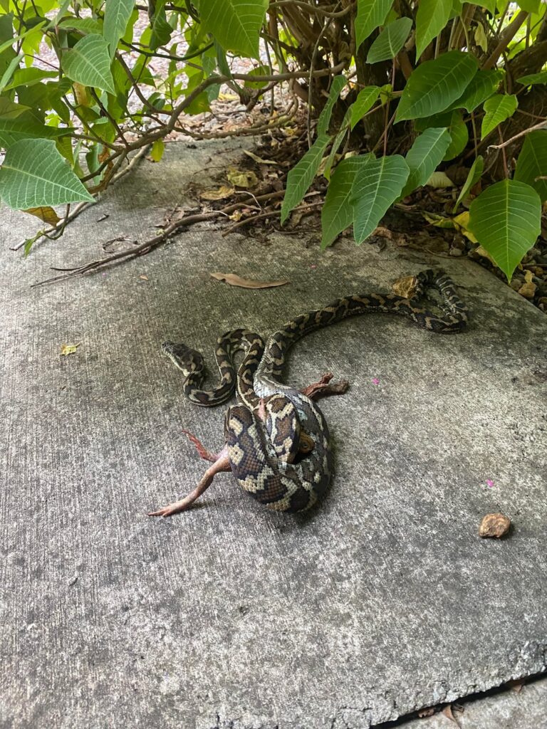 You can’t eat that mate!