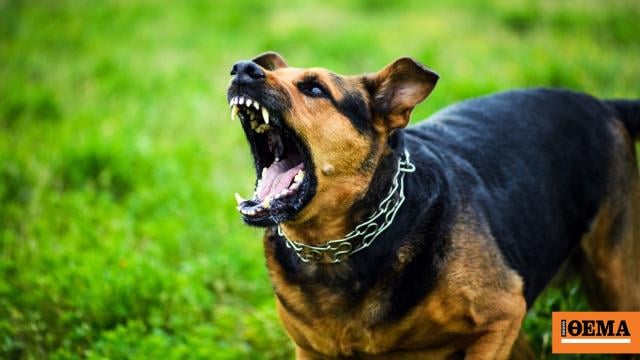Terror for a mother and daughter in Pylaia: They were attacked by a pack of dogs near a school
