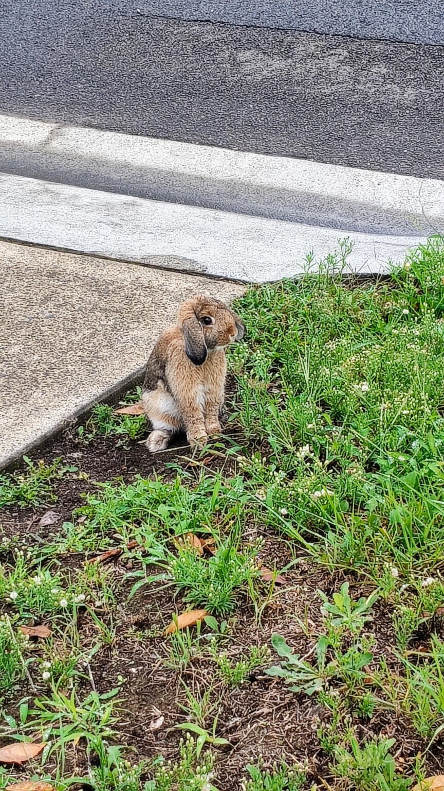 Anyone lost the Easter bunny round Henly Park?
