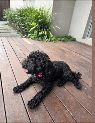 STOLEN DOG: DORA - SOUTH YARRA
PLEASE HELP - URGENT!