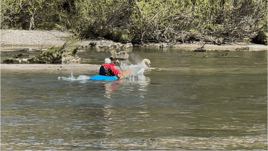 Somehow the swan is bothering me, is this society normal?