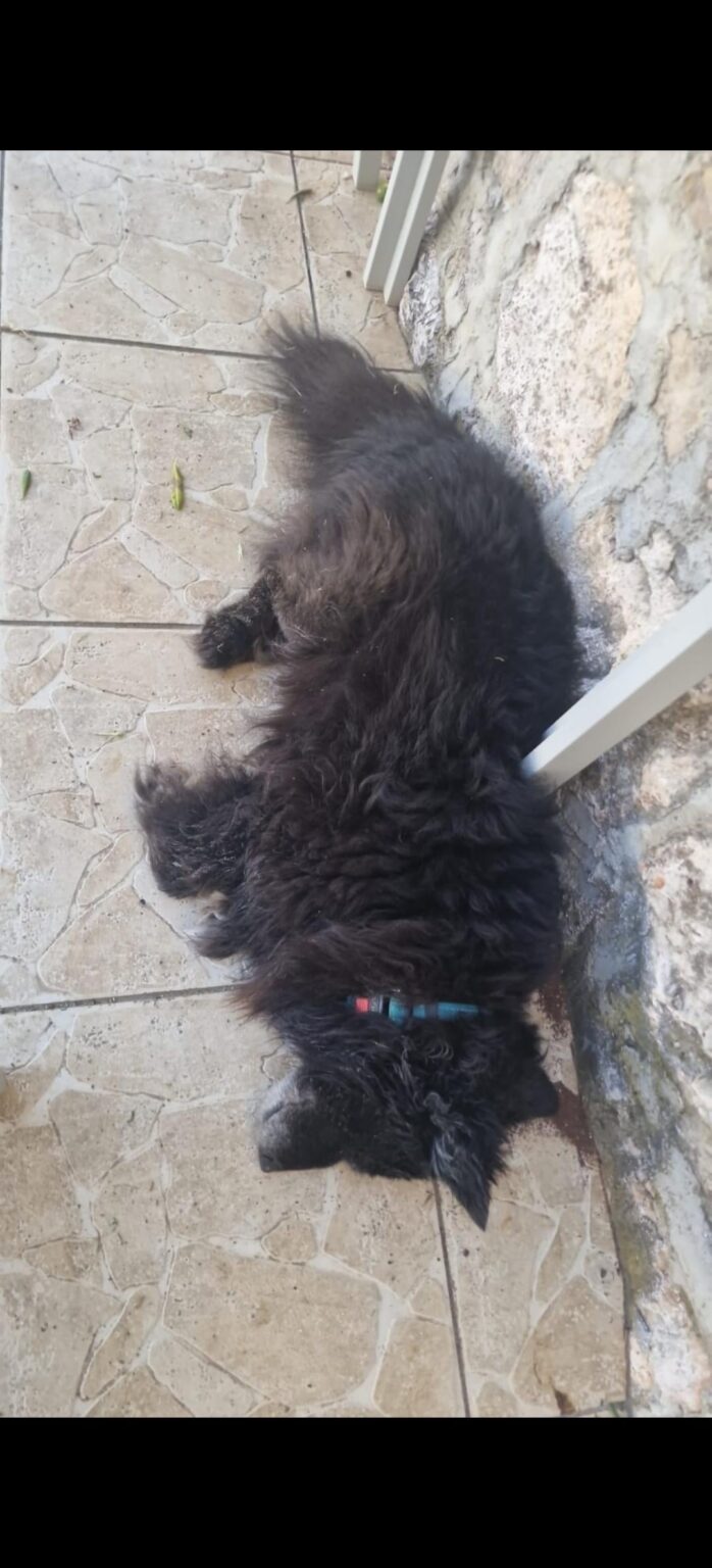 Lost elderly dog ​​on Mali Drvenik, reward for finding it.