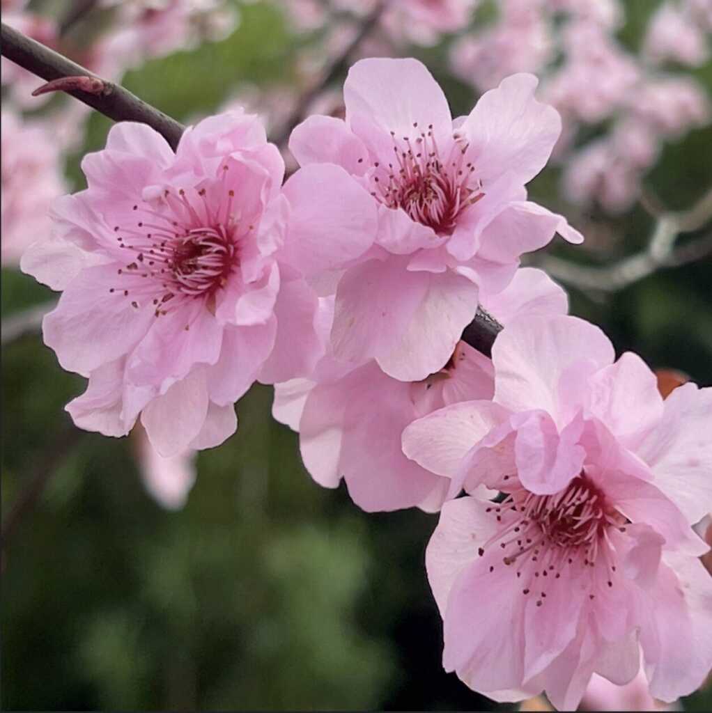 “Thank You for Your Kindness on January 19th – Turkey Thicket – Near 10th and Randolph Street NE”