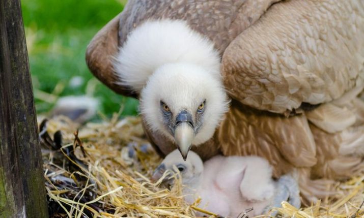 Record 173 griffon vulture pairs nest on Croatian cliffs, signalling population growth