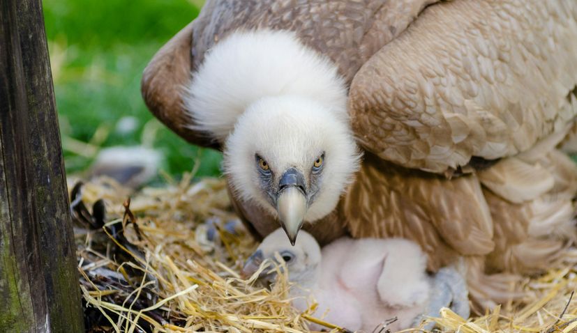 griffon vulture