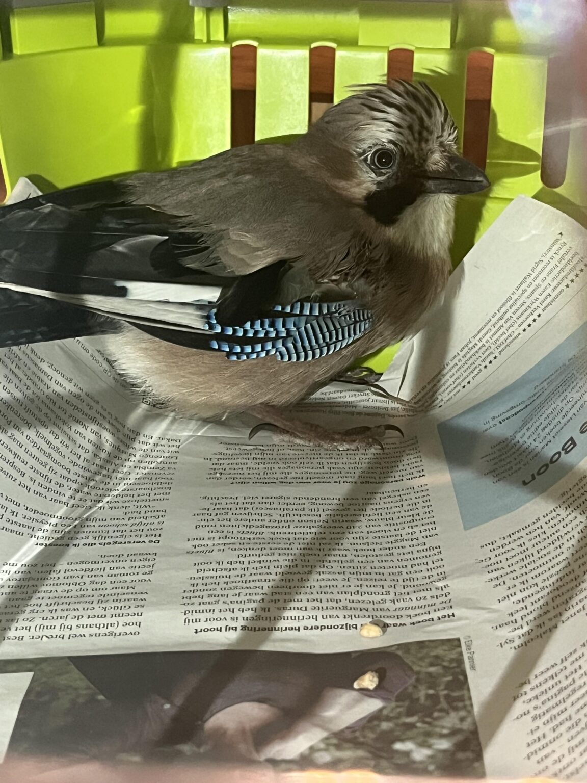Update the jay has died