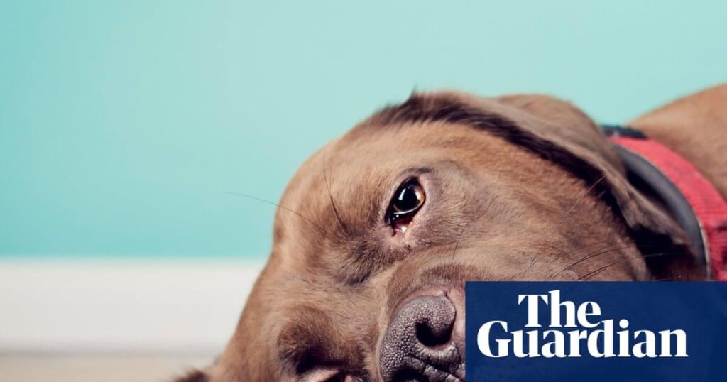 Long-promised animal cruelty prevention laws quietly shelved by Victorian government | Victorian politics