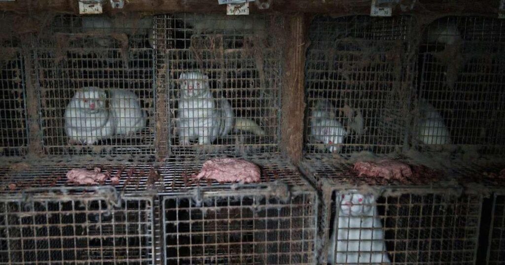 Vets want to ban fur keeping Vets want to ban fur keeping