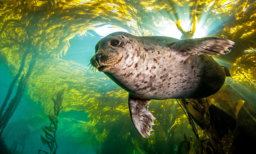Newport's Hatfield Marine Science Day Brings Oregon Coast Up Close and Personal