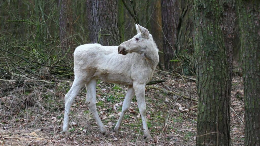 Rare ‘ghost moose’ spotted roaming Polish forest