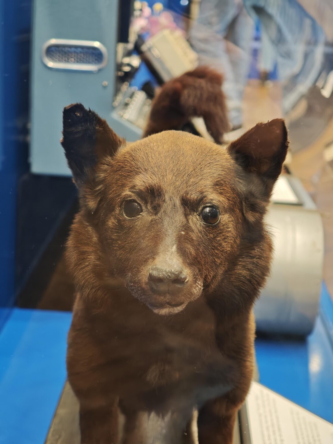 This is Chernushka, the stray dog launched into space on March 9th, 1961, now stuffed and on display in Riga, Latvia