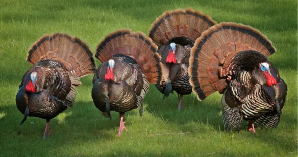 Turkey hunting season opens in Georgia