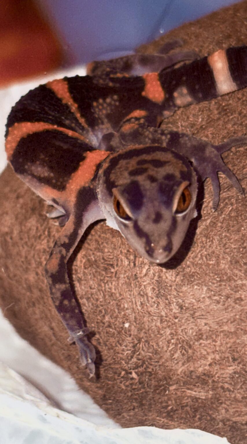 Anyone else have unusual animals?