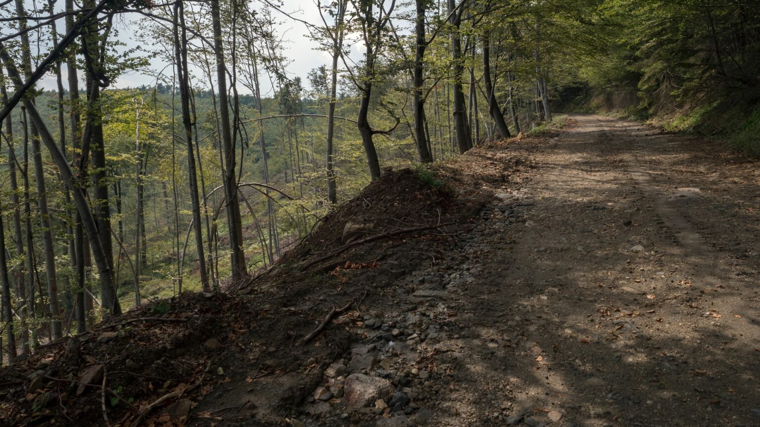 A logging company with a valid timber permit illegally felled 14 unmarked trees near the spa town of Băile Felix in western Romania.