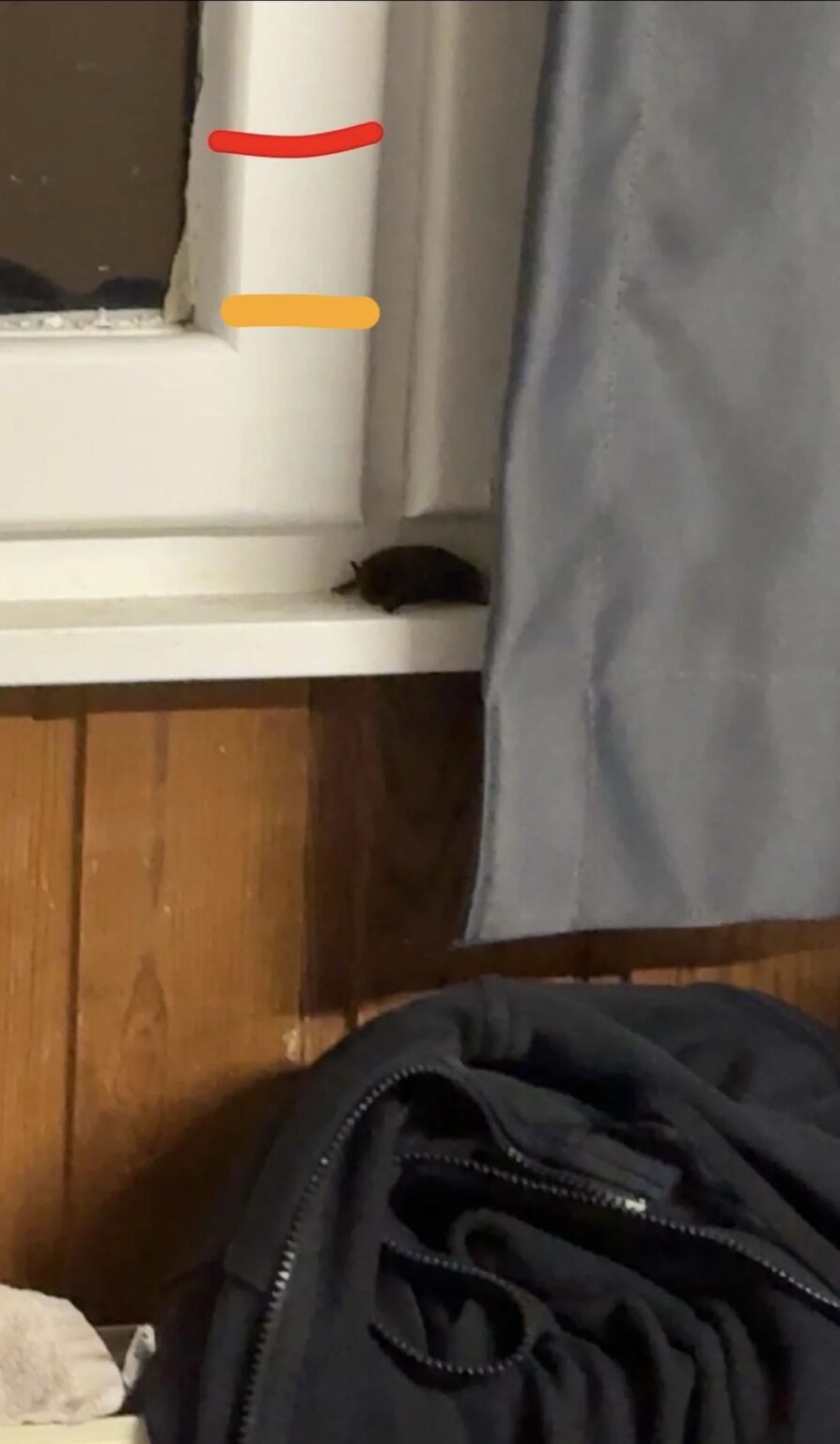 Concerns about bats in the Mechelen area and possible ID.