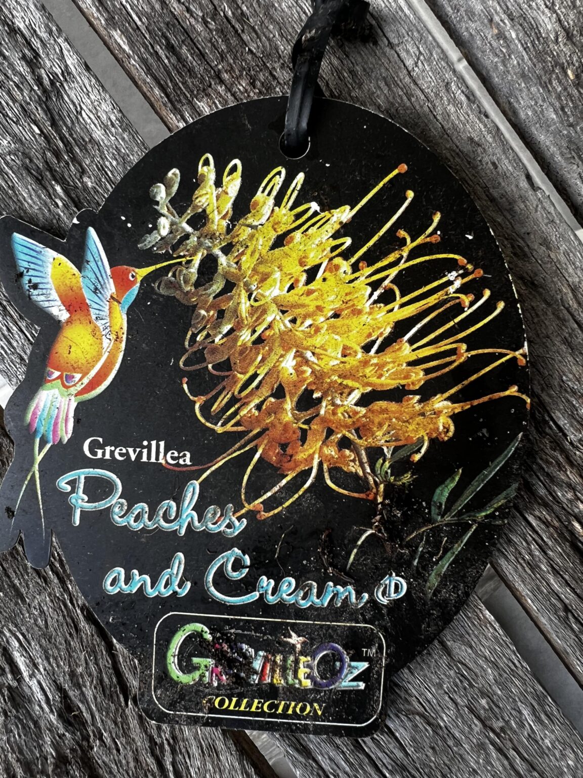 Peaches and Cream Grevillea?