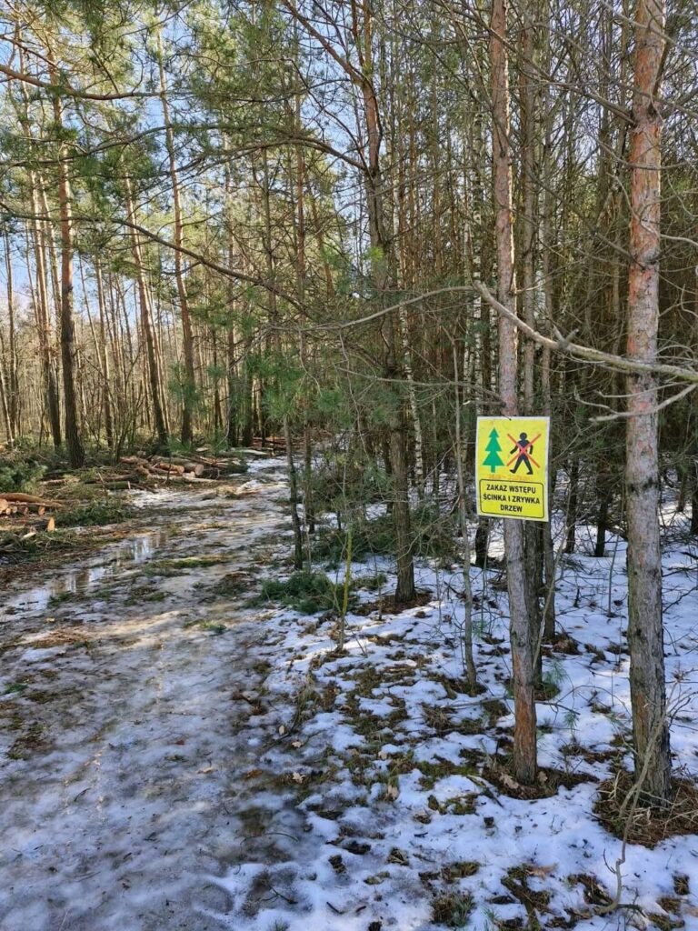 Cousin cut my forest