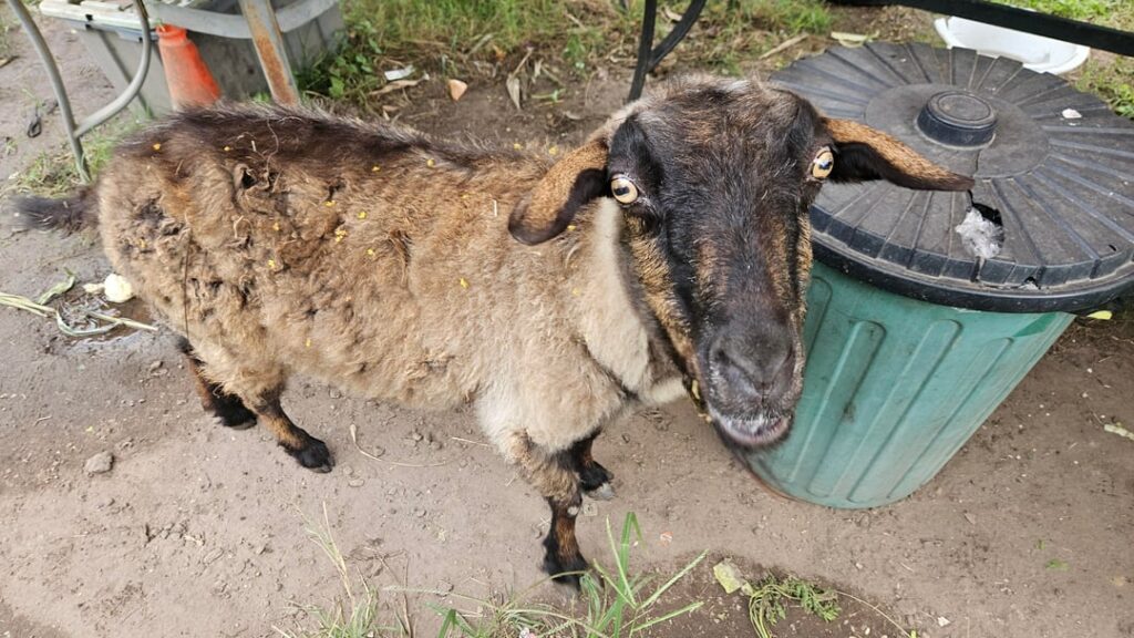 Current Volunteer Perspective: Death Row Unchained Brisbane