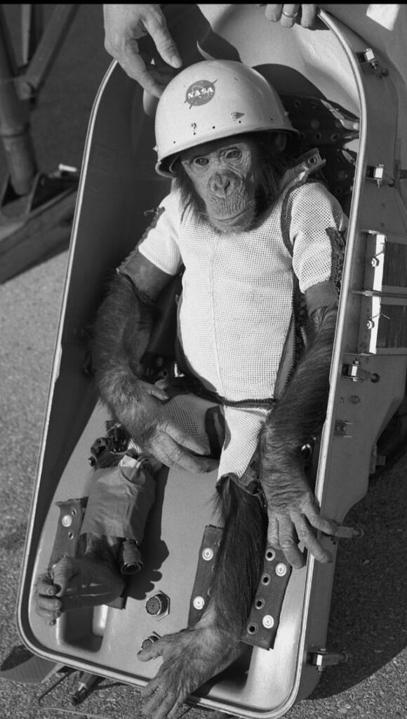 This is Ham, a chimpanzee trained by NASA who became the first great ape to travel to space on January 31, 1961, helping scientists prove that humans could survive and perform tasks during spaceflight.