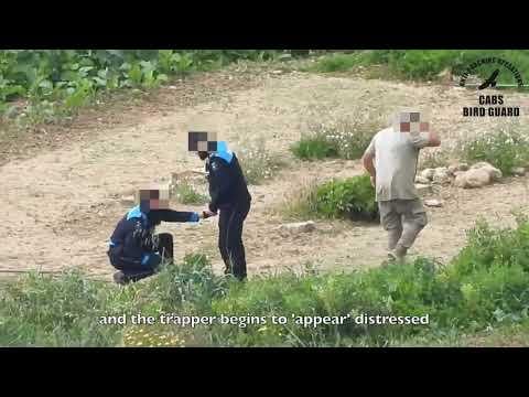 Poacher caught on film stamping Kestrel to death in Gozo, Malta.
