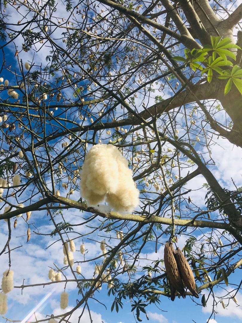 Kapok tree with matured pods split open