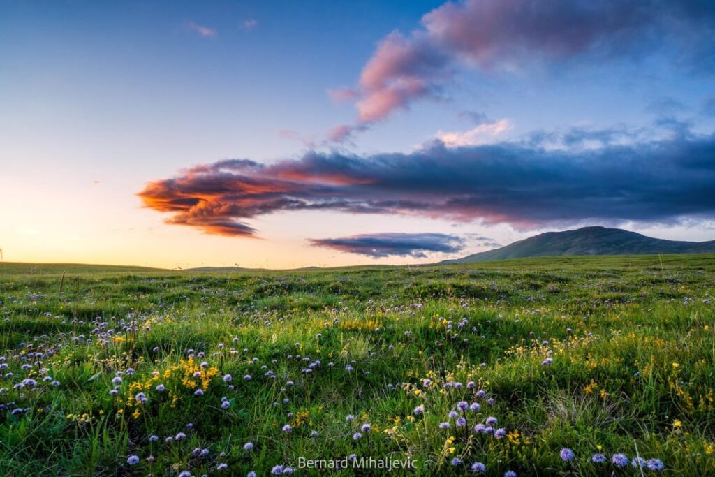 He was born to the first academic painter from Bosnia and Herzegovina, a foundry maker, Gabrijelo Jurkic. This photo of mine is a dedication to his plateau in bloom.