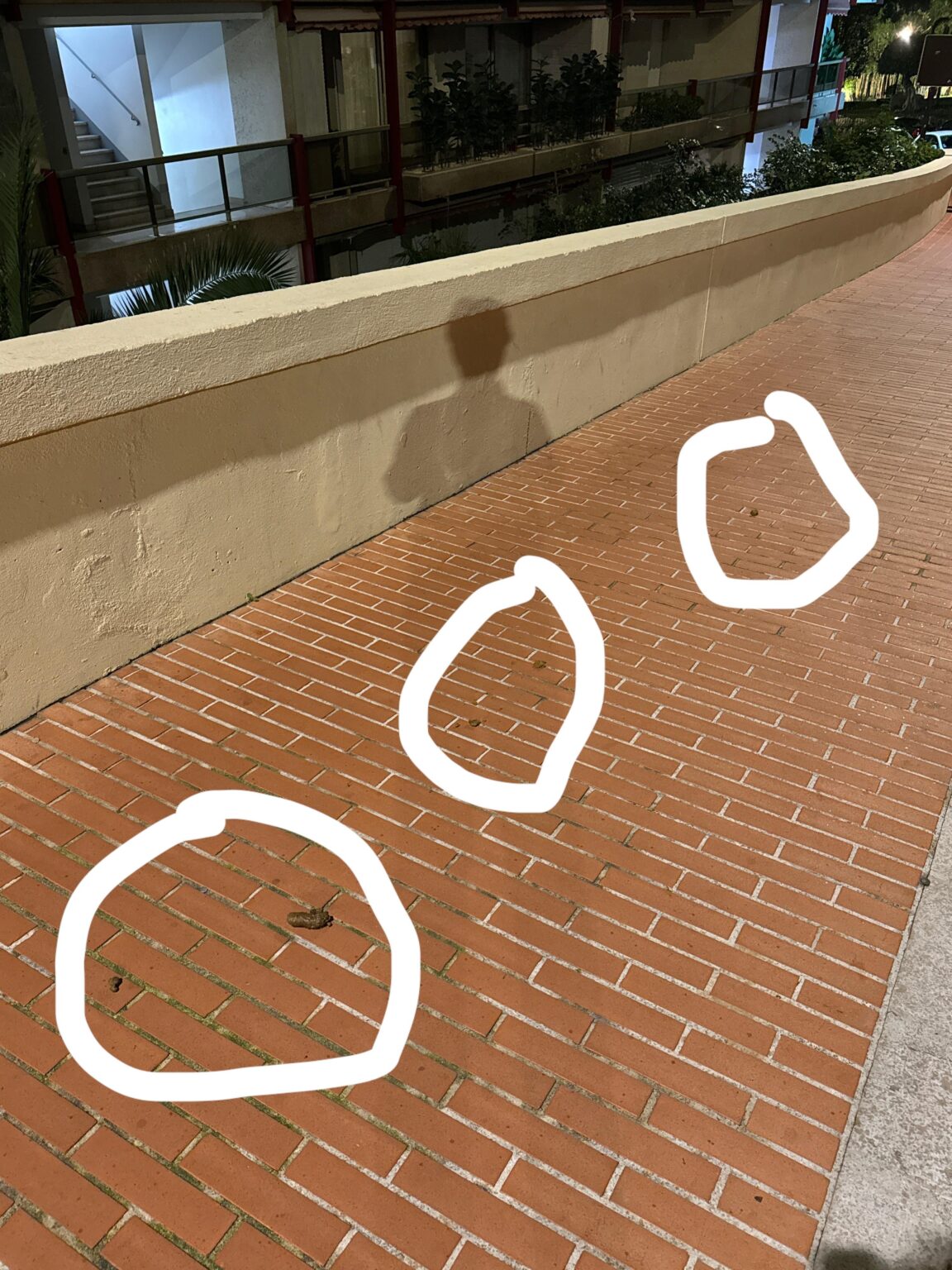 Right in the middle of the pavement😬