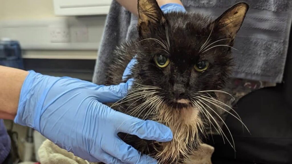 Woman banned from keeping animals after trapping 23 cats in wheelie bin - eight of which crushed and suffocated