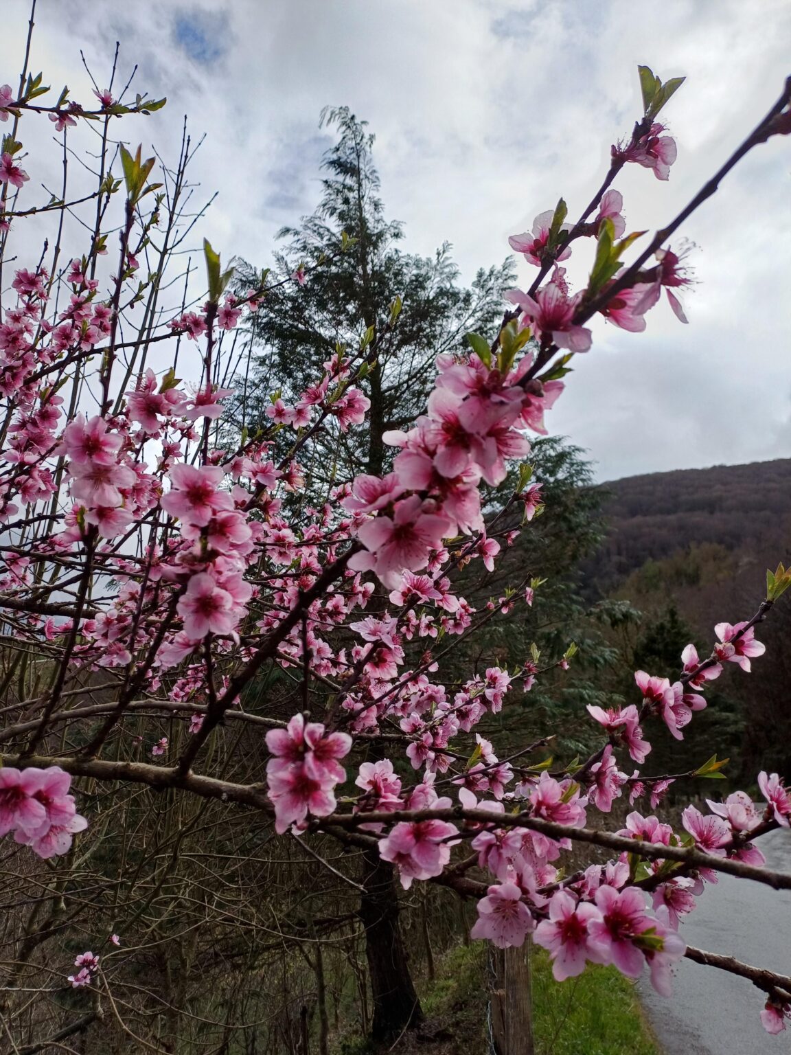 Rest in peace Noelia