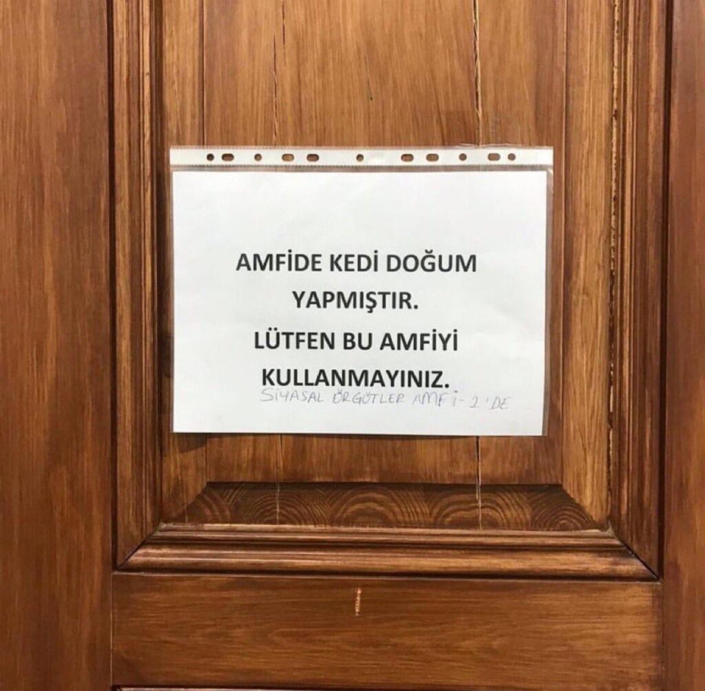 Istanbul University temporarily closed the lecture hall because a cat gave birth in class