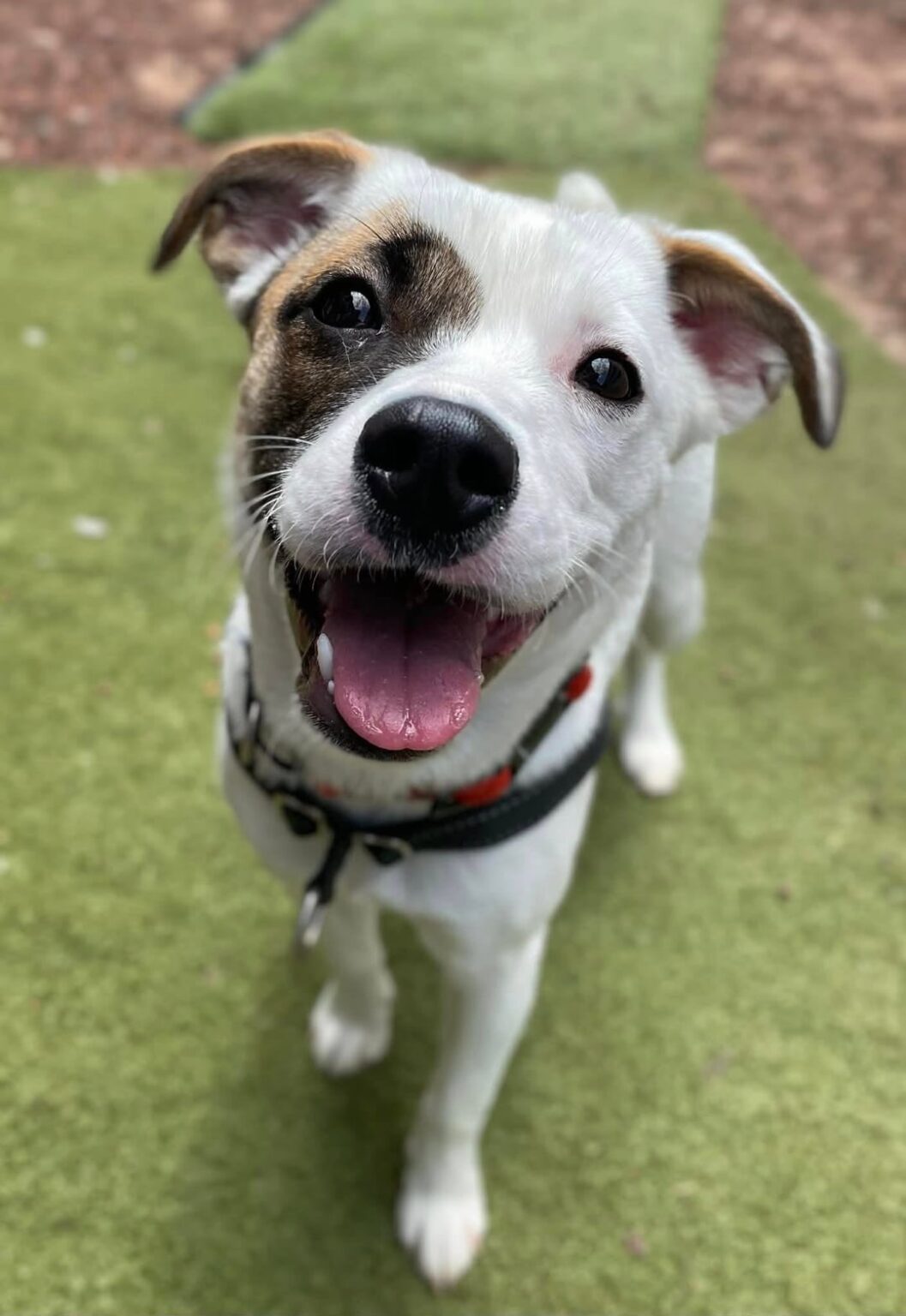 Foster home needed for little working dog