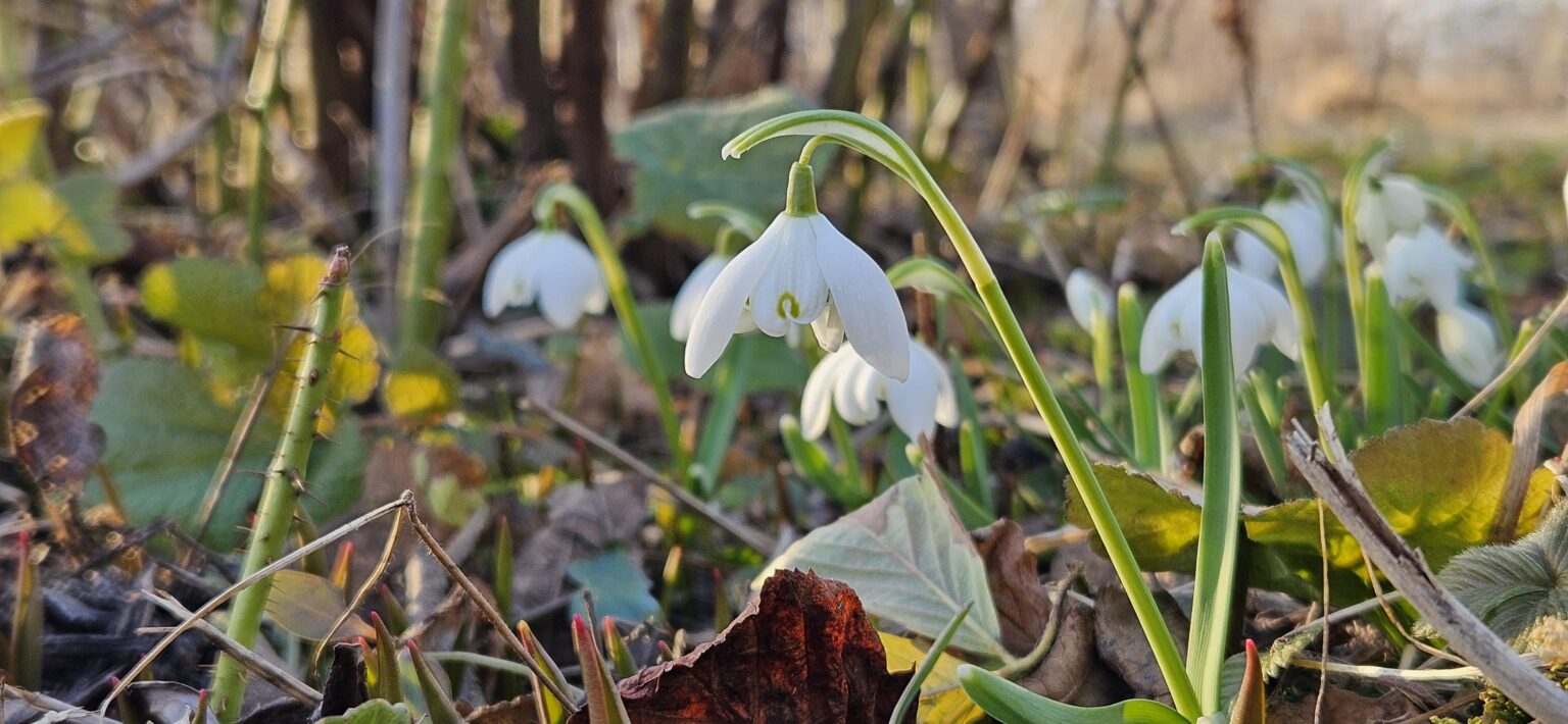 Hello Spring!
