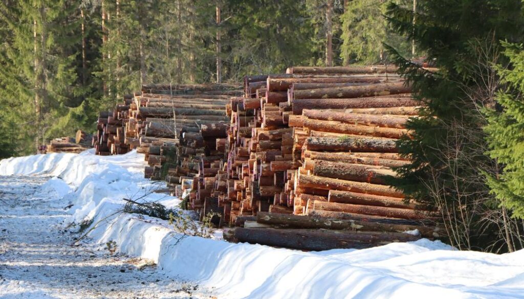 Logging cuts risk Finland’s exports The issue of logging levels, therefore, goes beyond environmental policy. It also raises questions about where production will take place in the future. Photo: Metsäkeskus ( Forets central )
