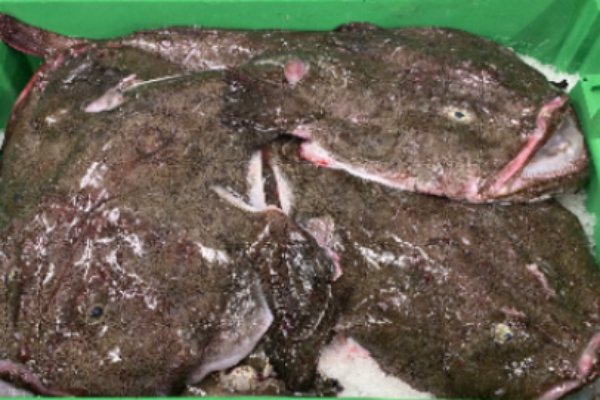 NSAC questions ICES advice on anglerfish catch limits for the North Sea, Rockall and West of Scotland, Skagerrak and Kattegat in 2023 ices anglerfish quota 2025