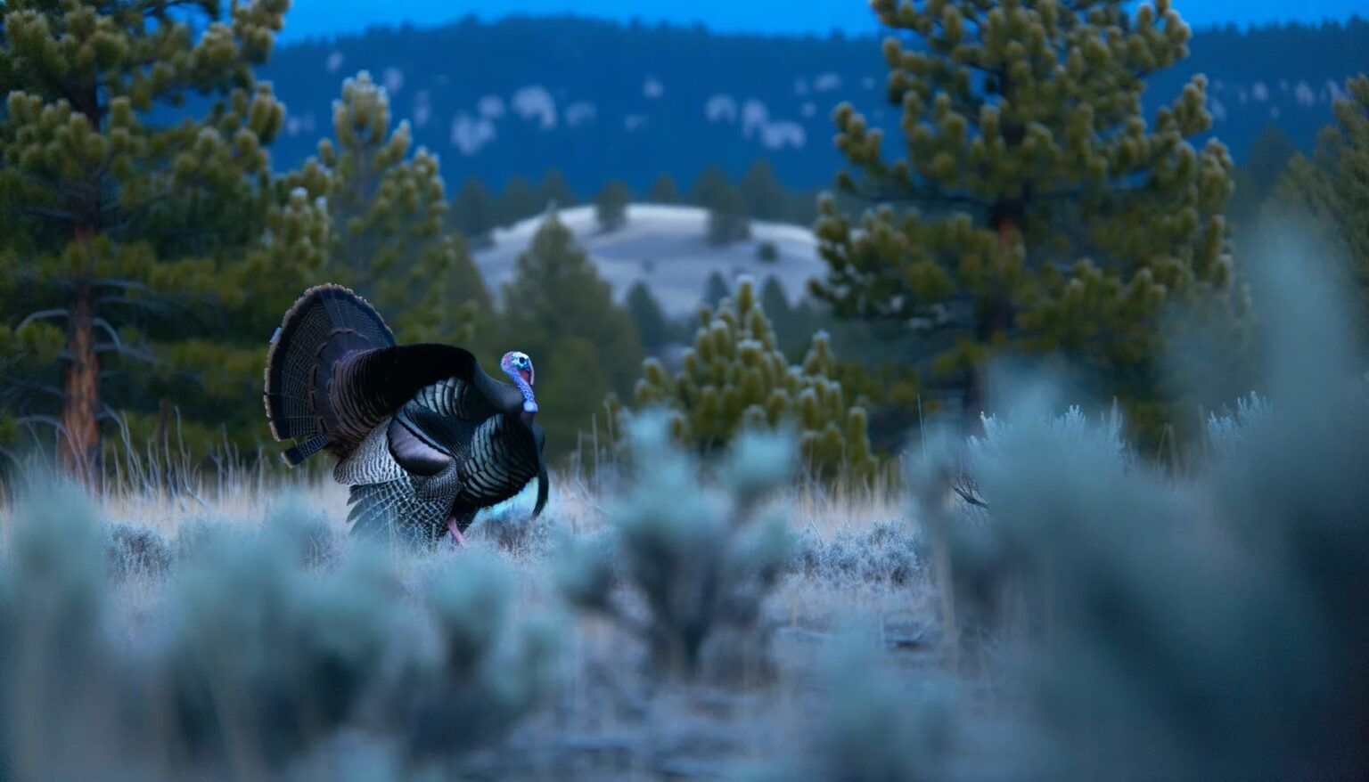 Tag Deadlines, Scouting Spots, and Call Prep