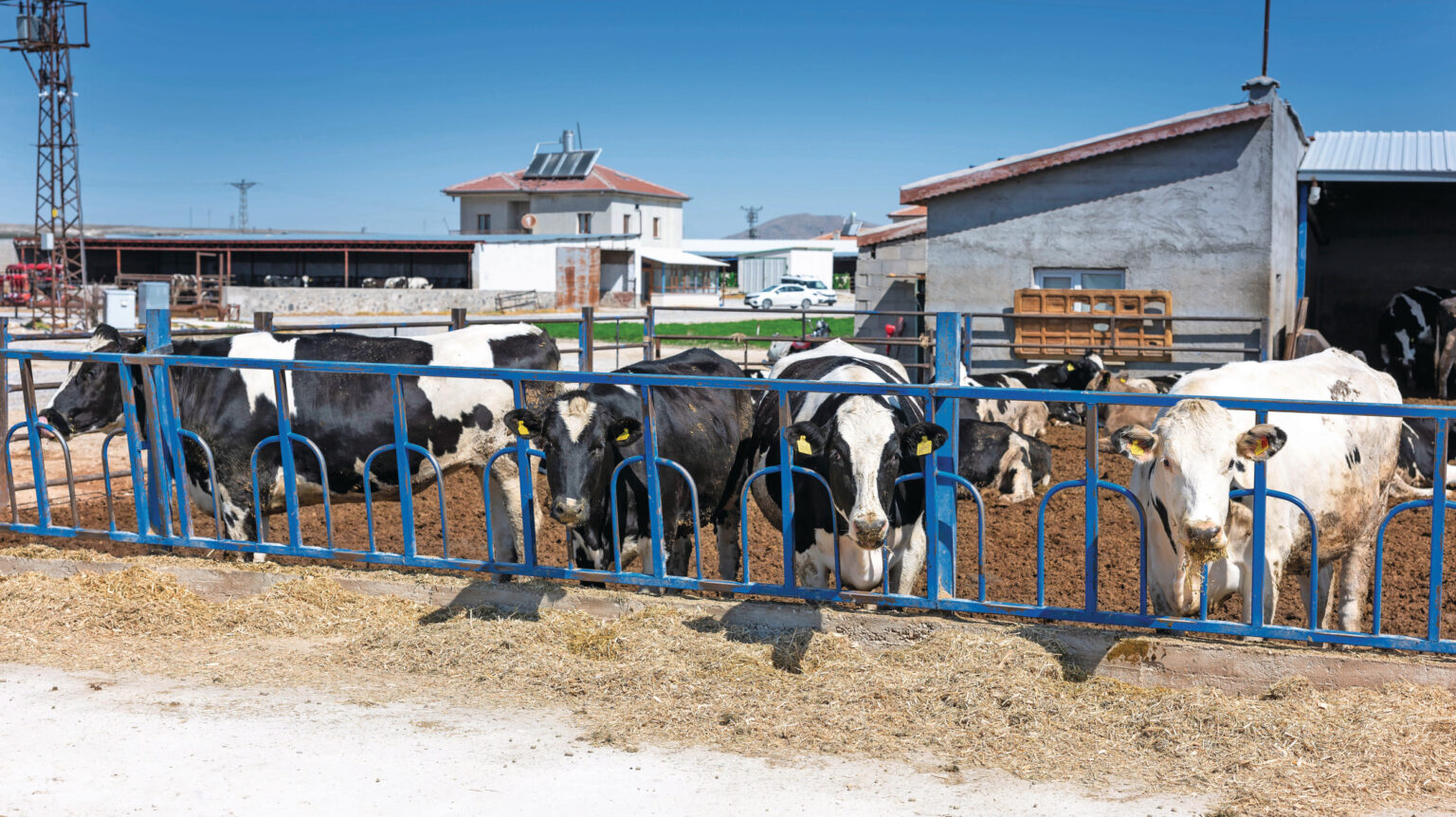 Turkey’s feed sector battles drought, geopolitics, and economic strains