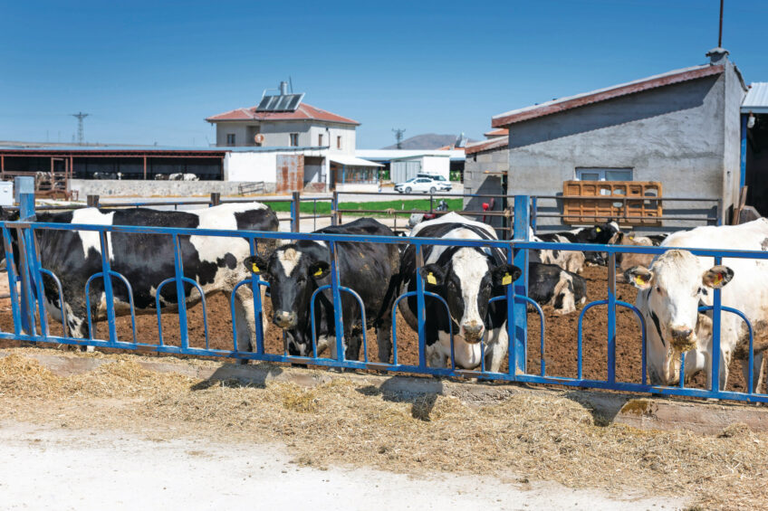 According to the FAS USDA, in 2026, Turkey's cattle inventory is projected to fall by 4% to 14.3 million head. Photo: Mark Pasveer